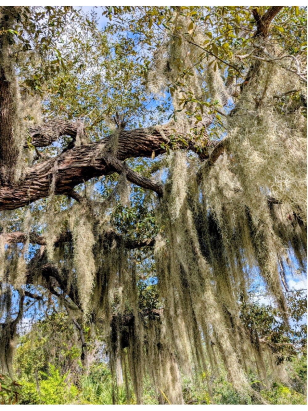 Spanish Moss Bulk Craft Lot 10 Gallons Natural Moss Fairy Garden Decor Wedding